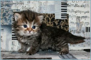 Female Siberian Kitten from Deedlebug Siberians